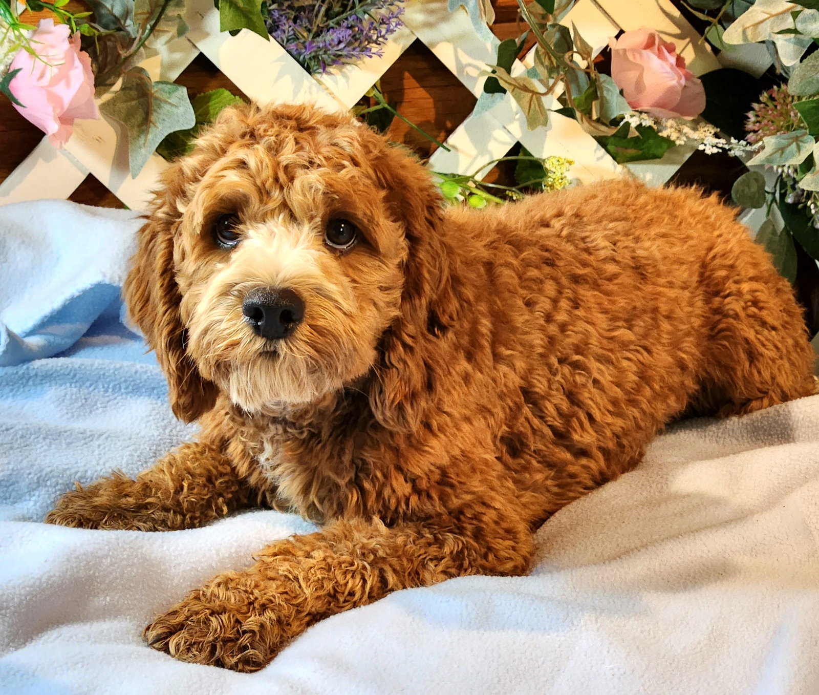 Dog for Adoption - Hunter, a Cockapoo in Penrose, CO | Alpha Paw