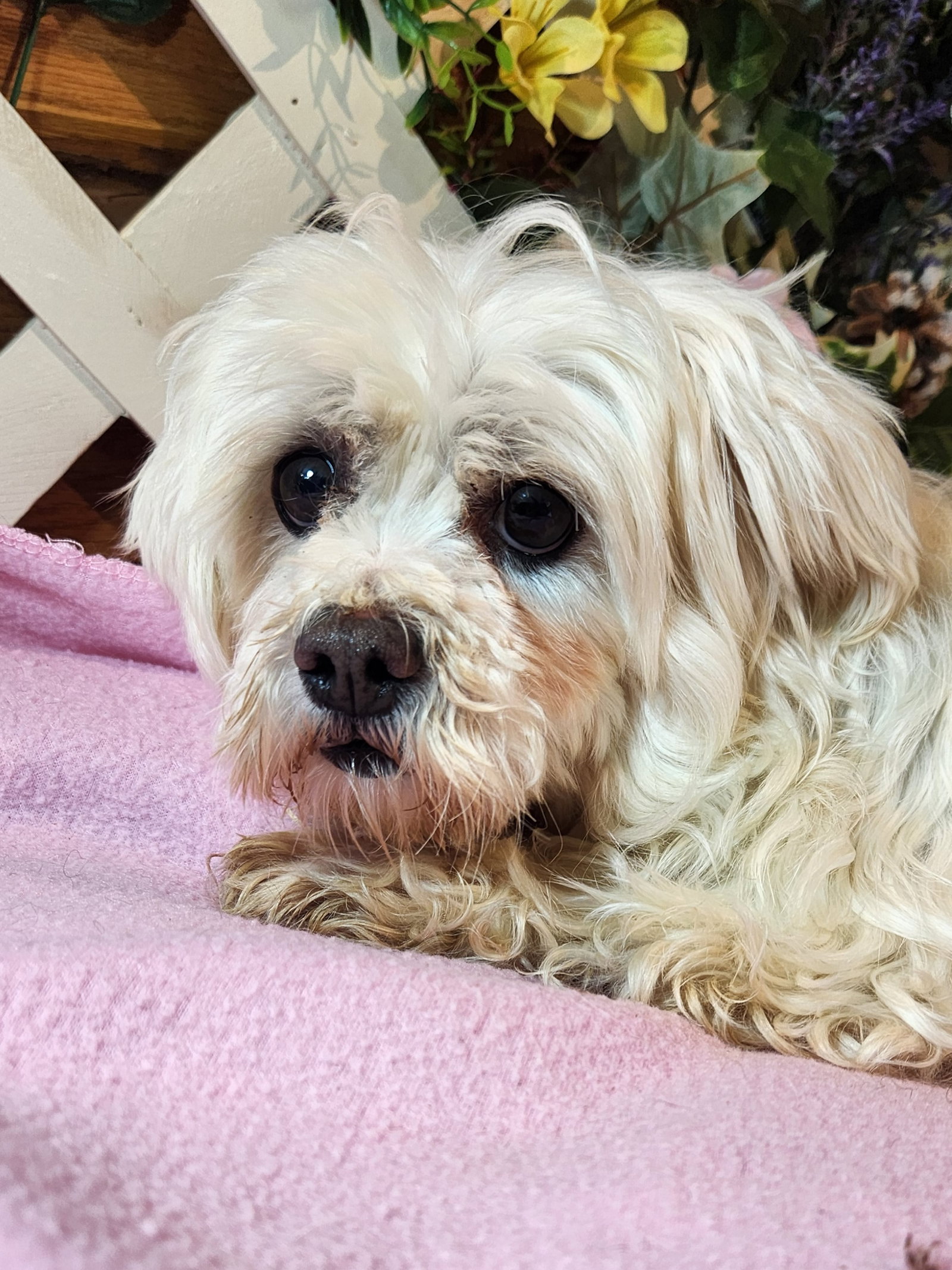 Dog for Adoption - Angeline, a Maltese in El Paso County, CO | Alpha Paw