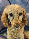 adoptable Dog in co spgs, CO named Abigail