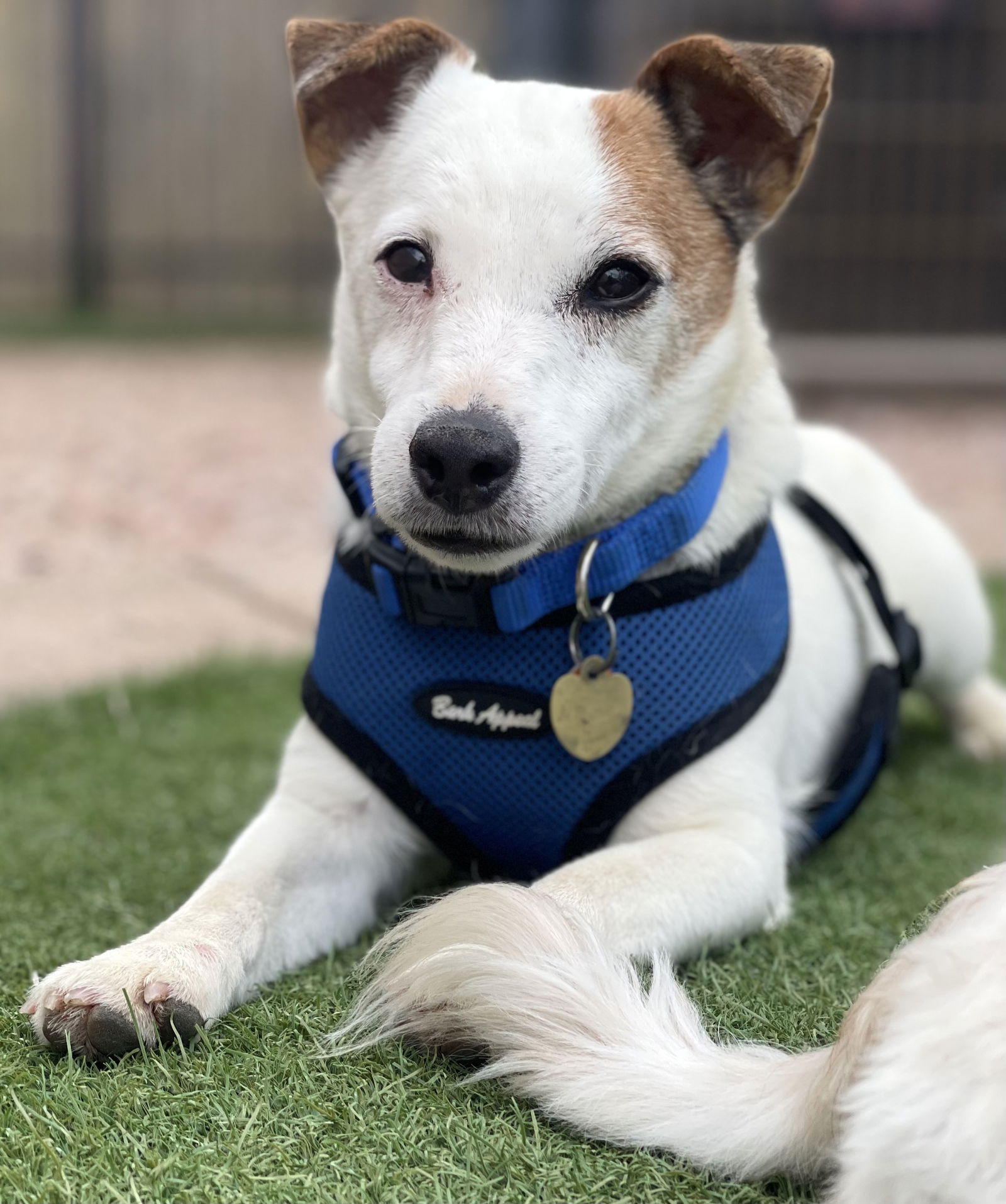 adoptable Dog in Phoenix, AZ named Bear