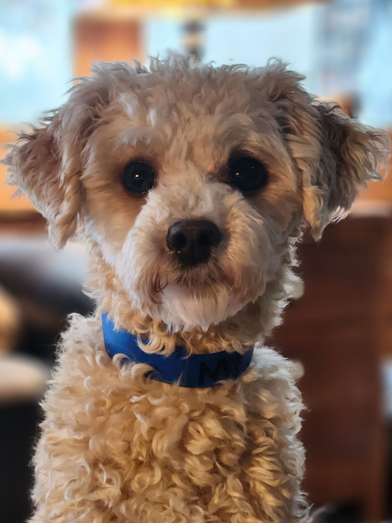 Dog for Adoption - Milo, a Bichon Frise in Manitou Springs, CO | Alpha Paw