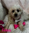 adoptable Dog in , AZ named Felicia