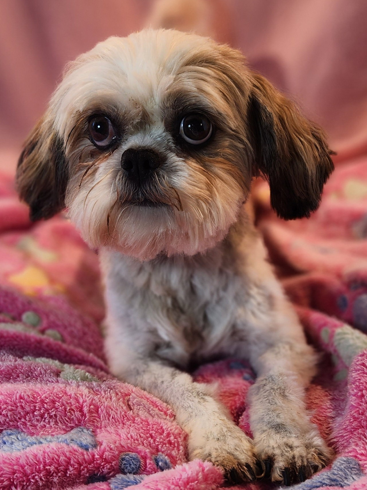 Dog for Adoption Clementine, a Shih Tzu in Ponderosa Park, CO Alpha Paw