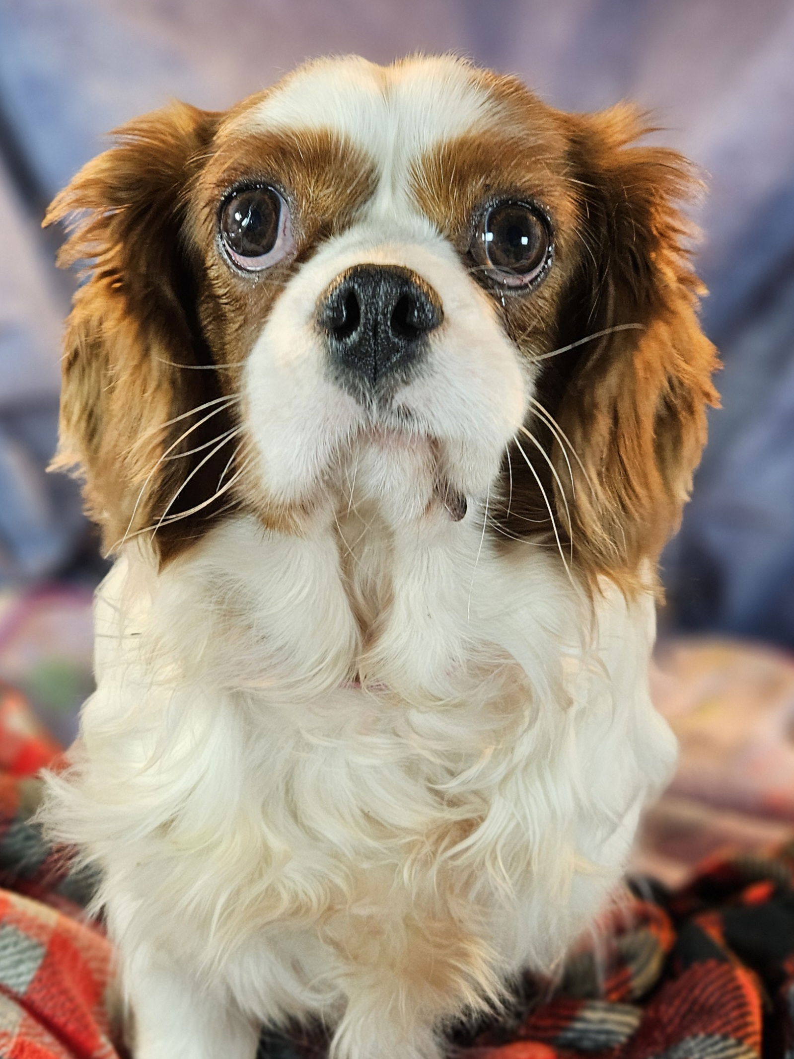 Alpha's cavalier best sale king charles spaniel