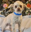 adoptable Dog in , CO named Rudie