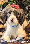 adoptable Dog in , CO named Nevada