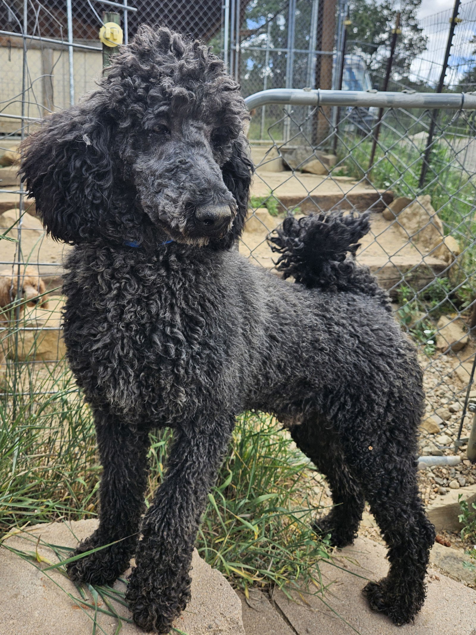 adoptable Dog in CO Spgs, CO named Lucky