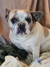 adoptable Dog in CO Spgs, CO named Maddie