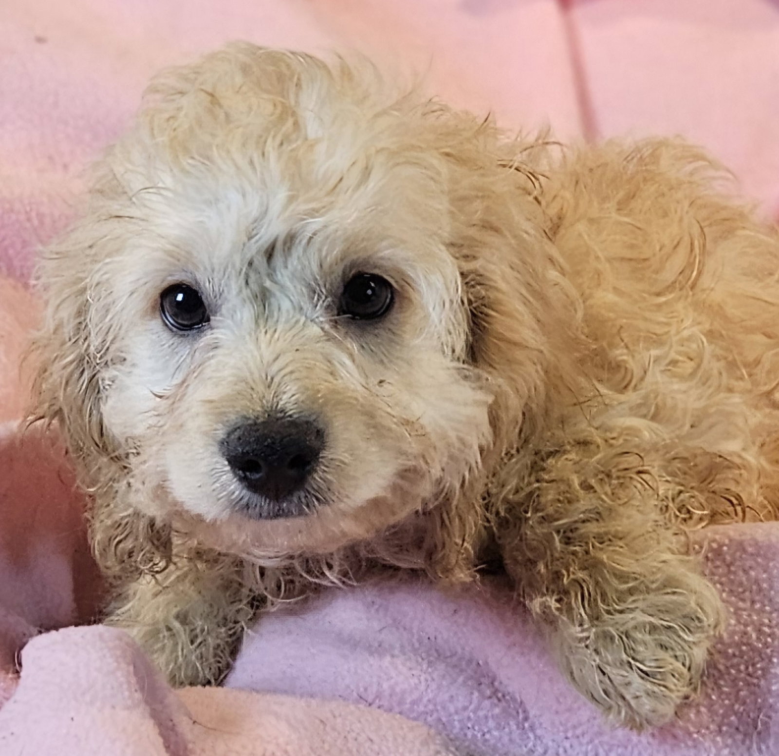 Dog for Adoption - Danielle, a Cockapoo in Pueblo County, CO | Alpha Paw