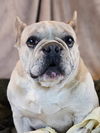 adoptable Dog in CO Spgs, CO named Rylee