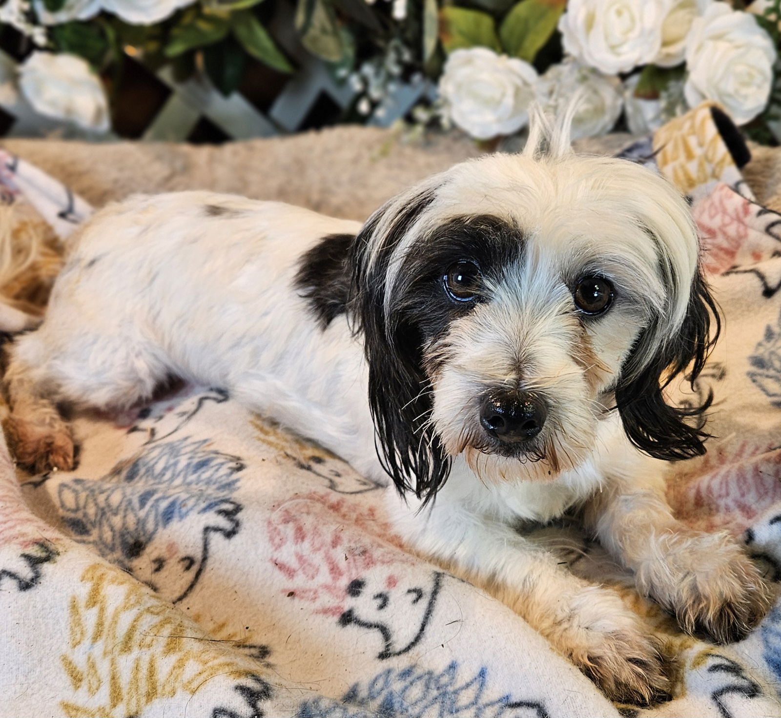 adoptable Dog in CO Spgs, CO named Cry Baby