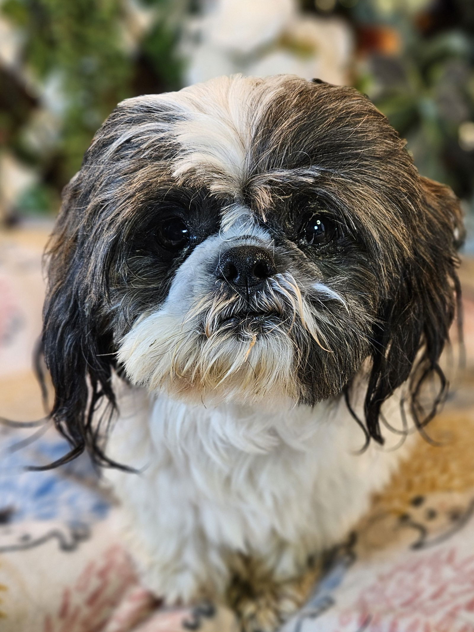 adoptable Dog in CO Spgs, CO named Perry