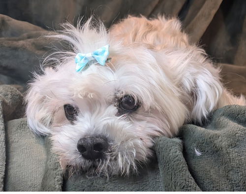 picture of the dog needing adoption