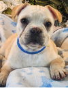 adoptable Dog in co spgs, CO named Chaz