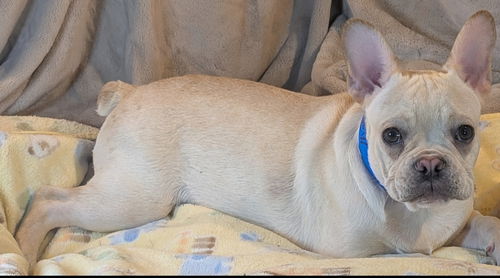 picture of the dog needing adoption