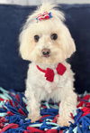 adoptable Dog in Phoenix, AZ named Haven