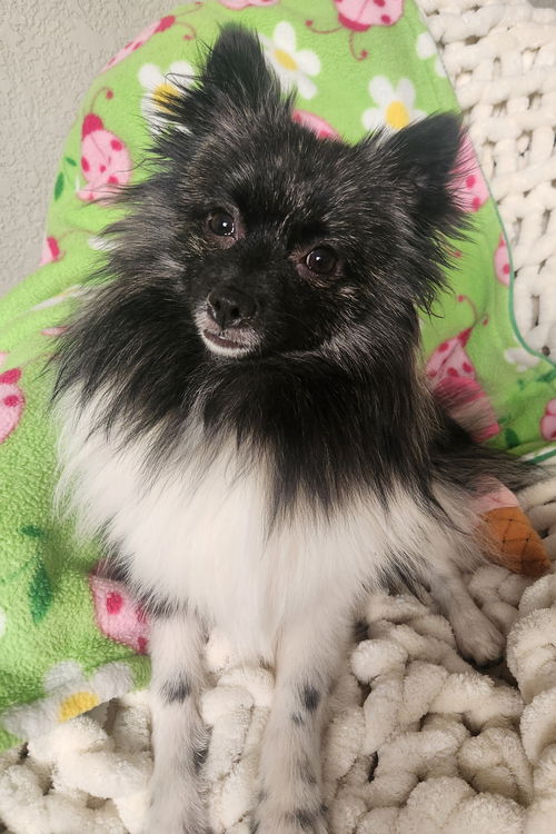 picture of the dog needing adoption
