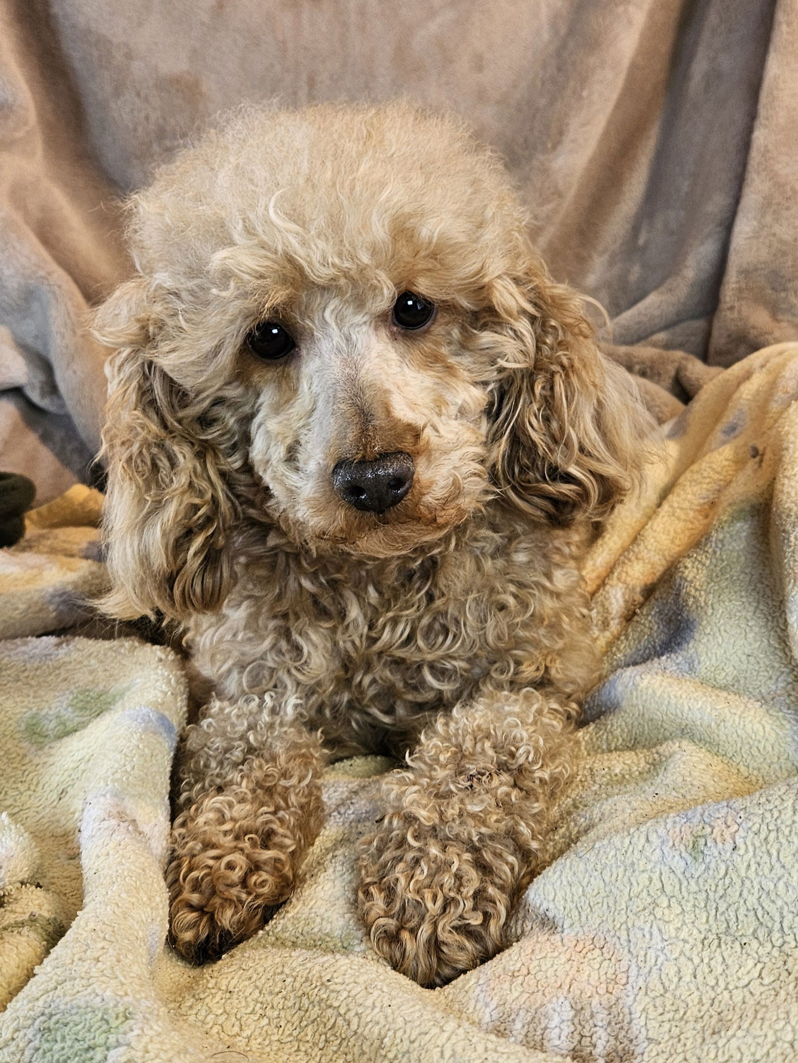 adoptable Dog in CO Spgs, CO named Rocko