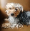 adoptable Dog in Phoenix, AZ named Cami