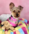 adoptable Dog in Phoenix, AZ named Amanda