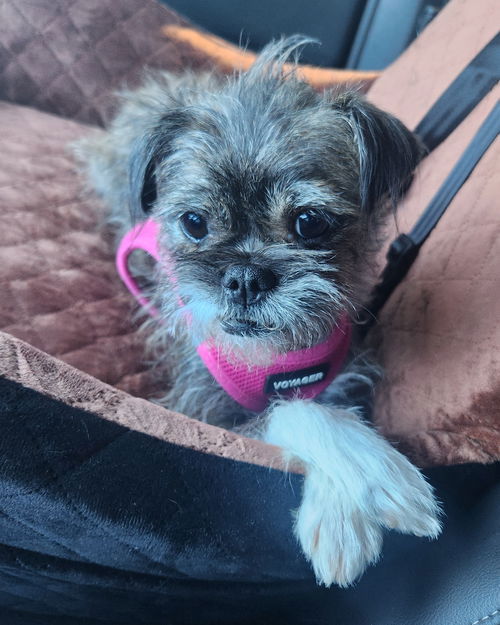 adoptable Dog in Phoenix, AZ named Gremlin