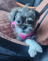 adoptable Dog in Phoenix, AZ named Gremlin
