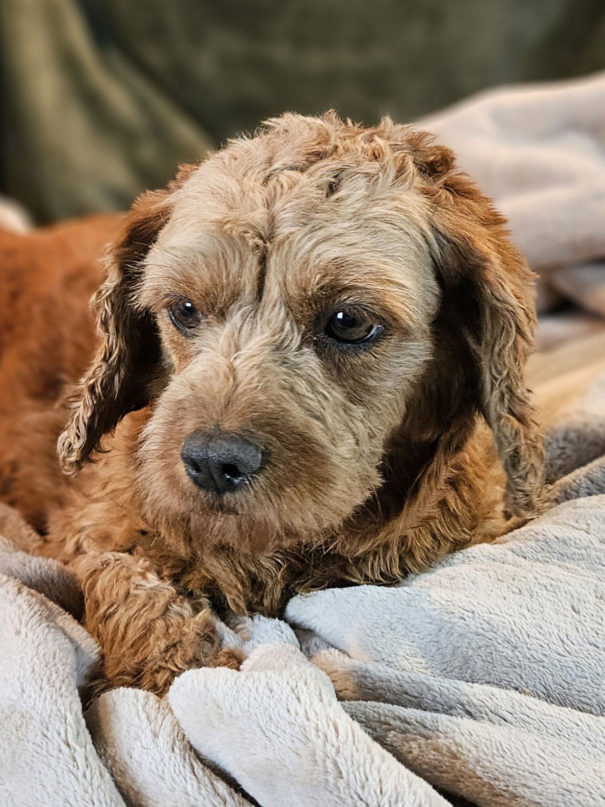 adoptable Dog in CO Spgs, CO named Shelly