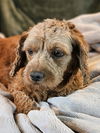 adoptable Dog in CO Spgs, CO named Shelly