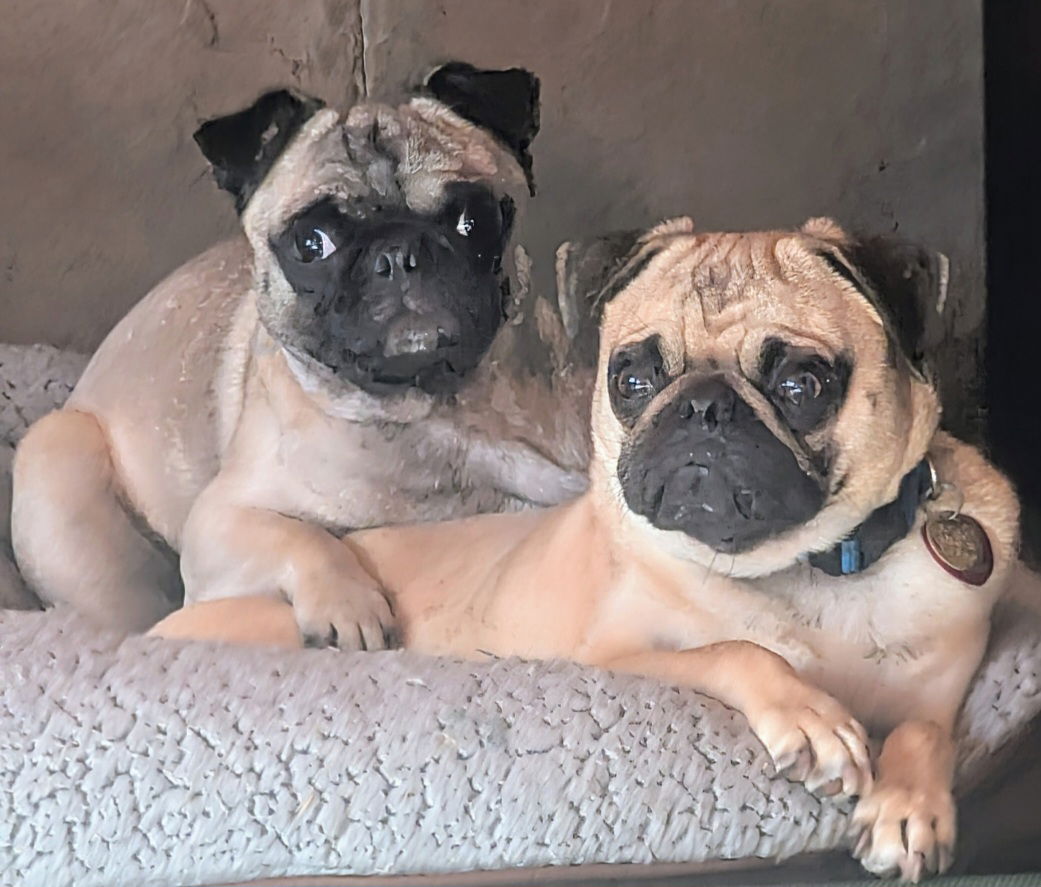 adoptable Dog in CO Spgs, CO named Otis & Toby
