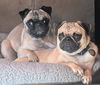 adoptable Dog in  named Otis & Toby
