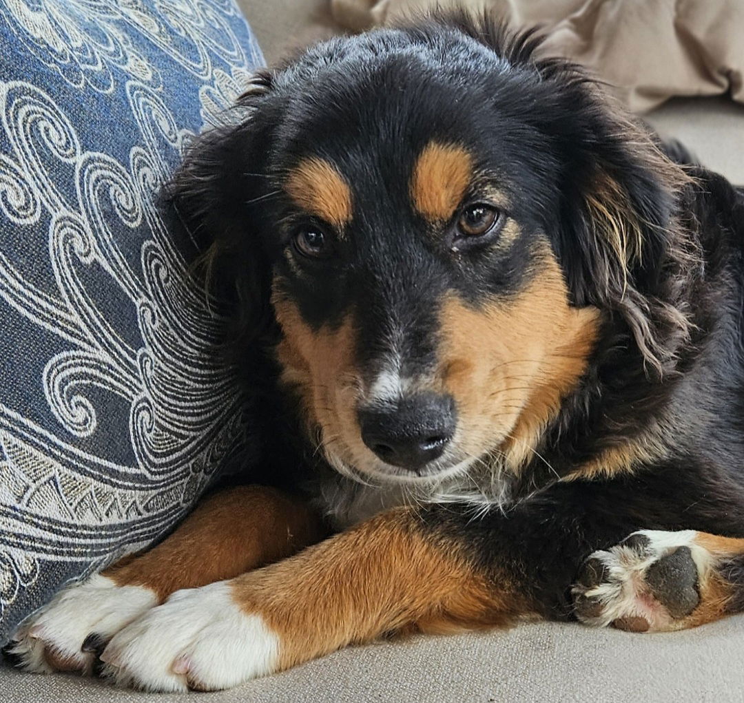 adoptable Dog in CO Spgs, CO named Buddy