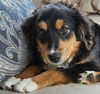 adoptable Dog in co spgs, CO named Buddy