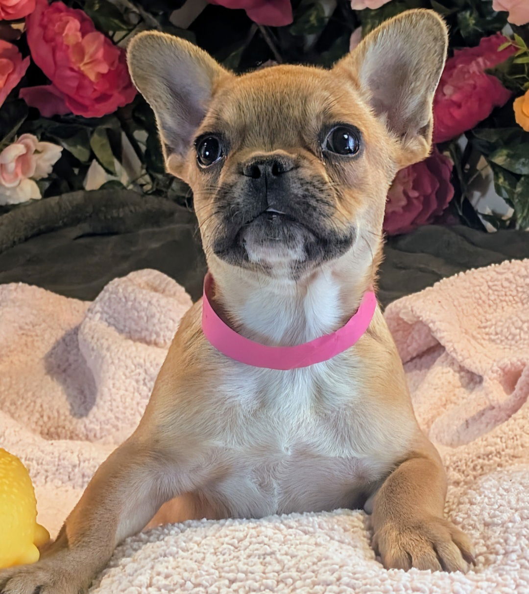 adoptable Dog in CO Spgs, CO named Jodie