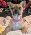 adoptable Dog in  named Jodie