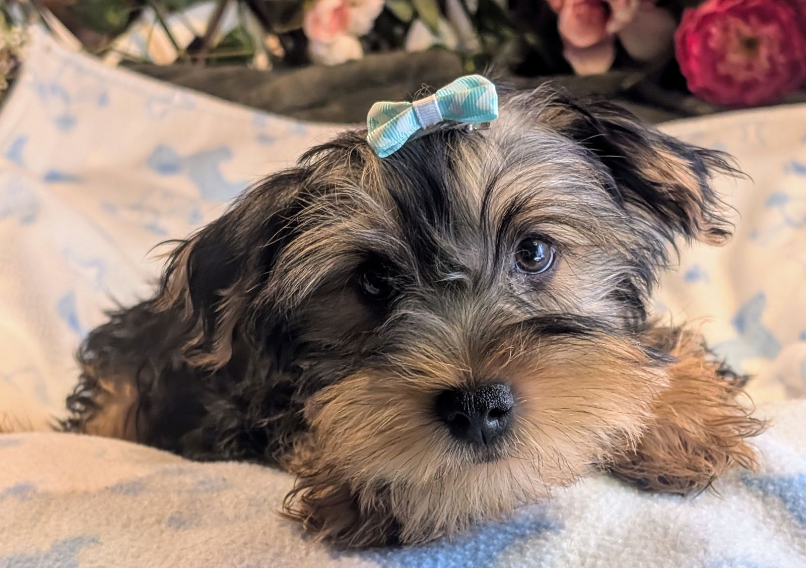 adoptable Dog in CO Spgs, CO named Bentley