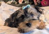 adoptable Dog in  named Bentley