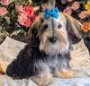 adoptable Dog in  named Danny
