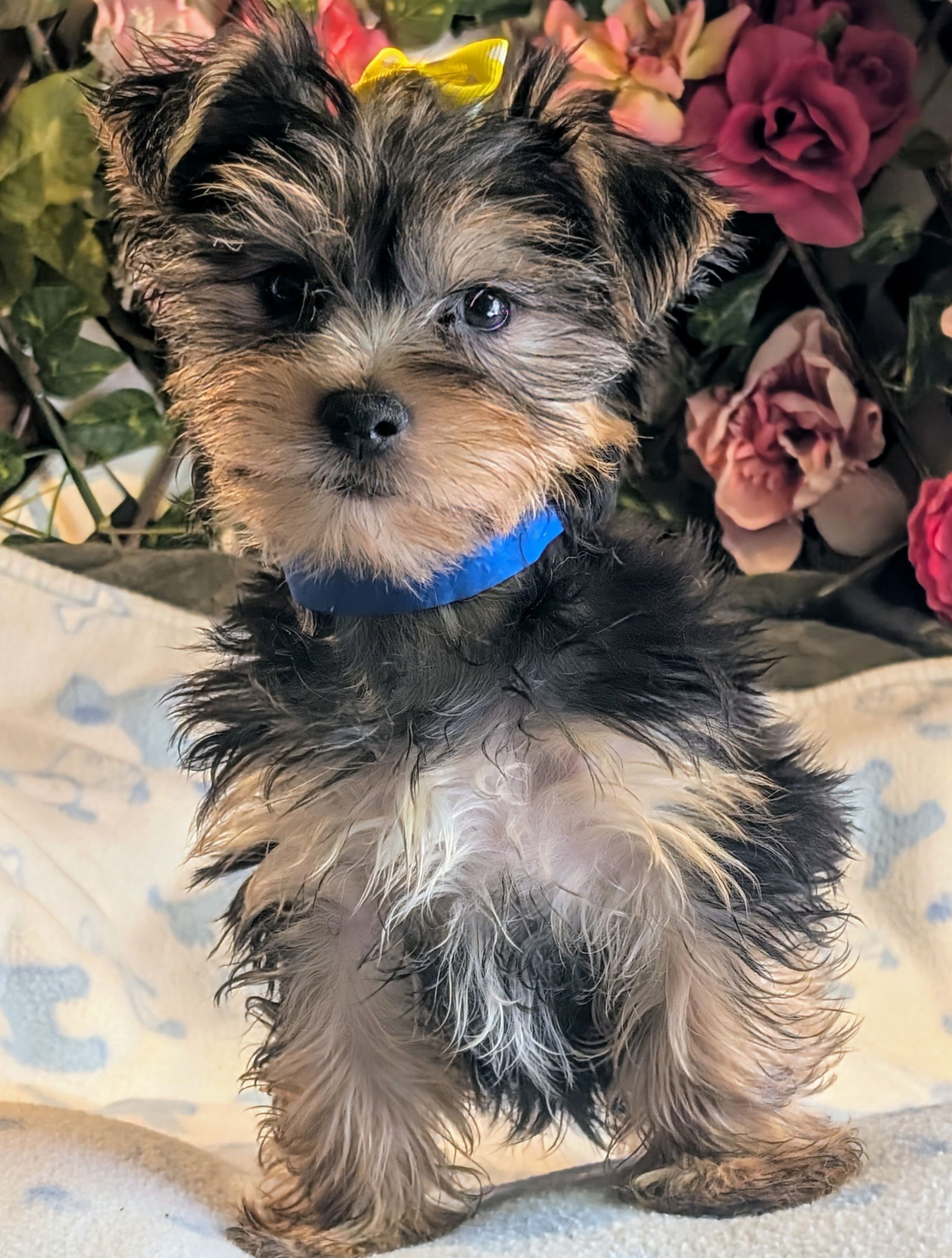 adoptable Dog in CO Spgs, CO named Davey