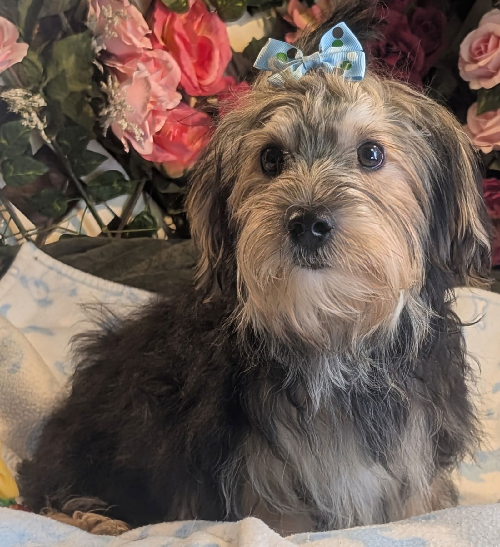 adoptable Dog in CO Spgs, CO named Devon
