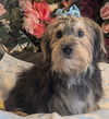 adoptable Dog in  named Devon