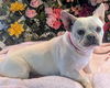 adoptable Dog in  named Madison