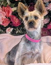 adoptable Dog in  named Mandie