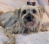 adoptable Dog in  named Paislee