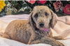 adoptable Dog in co spgs, CO named Coco
