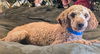 adoptable Dog in  named Marcus