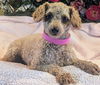 adoptable Dog in  named Tori