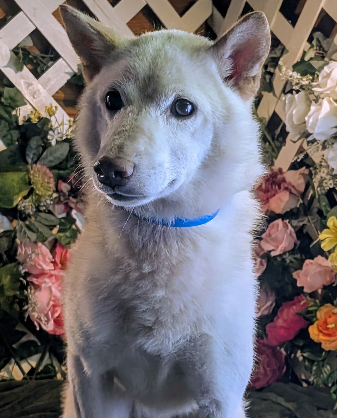 adoptable Dog in CO Spgs, CO named Bosley