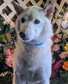 adoptable Dog in ,  named Bosley
