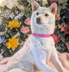 adoptable Dog in co spgs, CO named Cream Puff