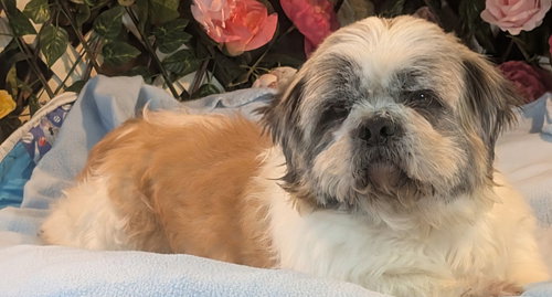BOBO - Shih Tzu available for adoption